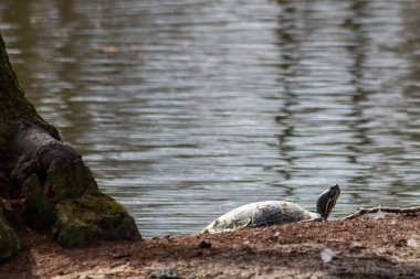 Gölün kumsalında güneşlenen kaplumbağalar güneş ışığında ısınıyor. Sürüngenler doğal ortamda yavaşça yürüyor ama hızlı yüzüyor. Derin dalış yapan kaplumbağalar ve evde ve bahçede egzotik hayvanlar var.