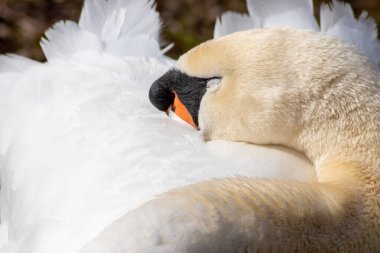 Rahatlamış beyaz kuğu, beyaz tüylerini turuncu gagalı ve siyah hörgüçlü bir parktaki su kuşları parkındaki izole edilmiş huzurlu manzara gibi emzirdikten sonra uyuyor ve dinleniyor.