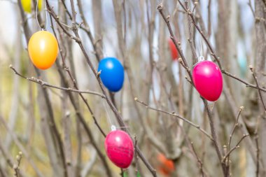 Bir ağaçtaki pek çok renkli Paskalya yumurtası, Almanya 'da bahar kutlamaları ve bahçede dini süslemeler ve el yapımı Hristiyanlık sembolleri olarak birçok farklı renkte Paskalya bayramı gösteriyor.
