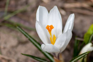 Güzel beyaz ve sarı kır çiçekleri bahar mevsiminde sarı pullar ve filigran yapraklarıyla bahar güneşinin arka planında ve Paskalya duyguları pozitif ruh hali ve olumlu duygu olarak karşılanır.