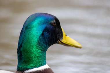 Çiftleşme mevsiminde sarı gagalı ve koyu renk gözlü, parlak yeşil tüyleri olan yalnız erkek yaban ördeği makro görünüm olarak bulanık arka planı olan bir dişi arıyor.