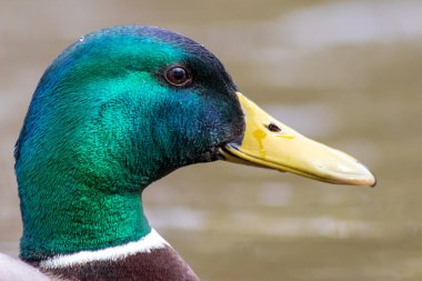 Çiftleşme mevsiminde sarı gagalı ve koyu renk gözlü, parlak yeşil tüyleri olan yalnız erkek yaban ördeği makro görünüm olarak bulanık arka planı olan bir dişi arıyor.