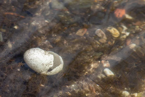 Velké Bílé Vejce Vodního Ptáka Spadl Jezeře Nebo Rybníku Jako — Stock fotografie