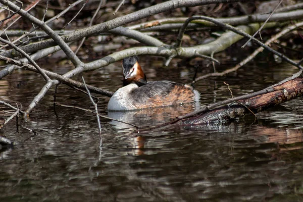 Relaxed Great Crested Grebe Podiceps Cristatus Fallen Tree Branches Water — Stock Photo, Image