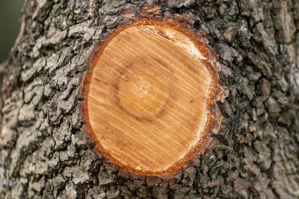 Стовбур Дерева Навесні Відрізаною Гілкою Показує Щорічні Кільця Його Зростання — стокове фото