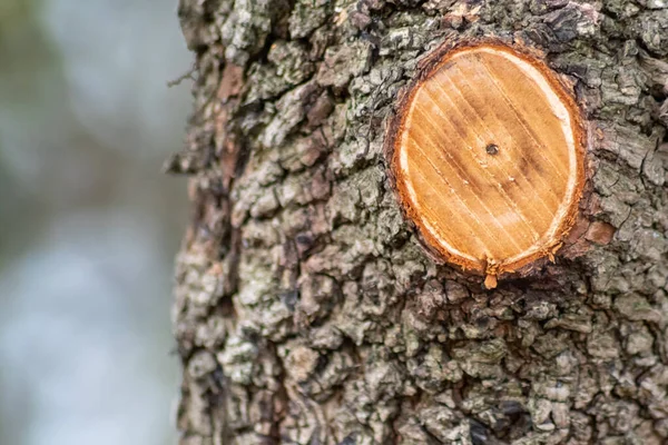 Lkbaharda Ağaç Gövdesi Kesik Bir Dal Ile Yıllık Büyüme Halkalarını — Stok fotoğraf