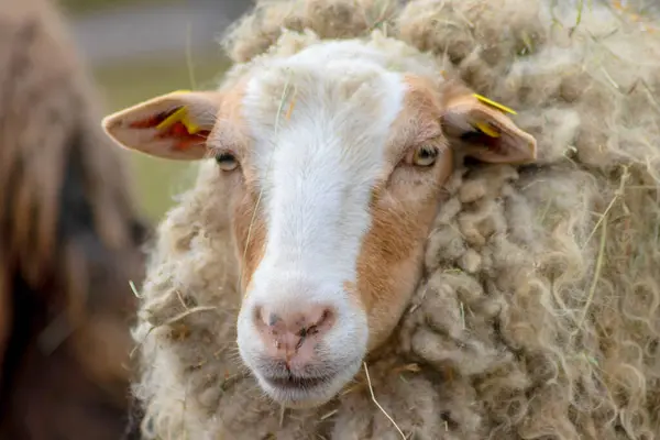 Söta Får Ser Mycket Trött Med Starka Horn Närbild Som — Stockfoto