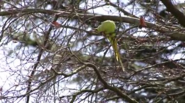 Green rose-necked parakeet Psittaculidae eating fresh buds in spring in a tree holding the blossom with its claw and opening with its red beak as invasive species in Europe for wildlife birdwatching