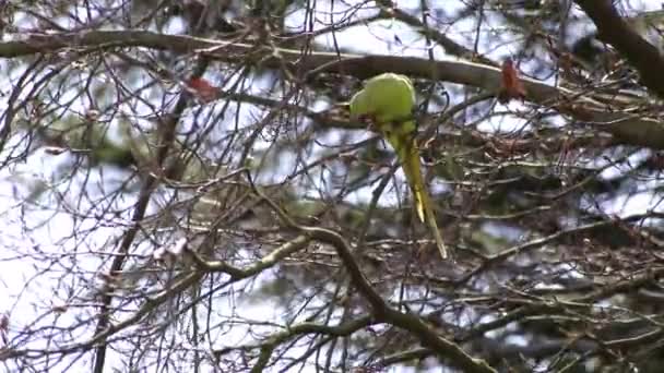 Green Rose Necked Parakeet Psittaculidae Eating Fresh Buds Spring Tree — Stockvideo