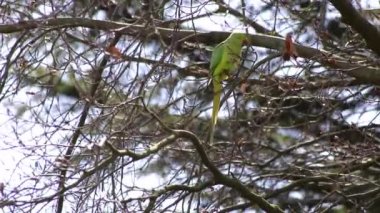 Green rose-necked parakeet Psittaculidae eating fresh buds in spring in a tree holding the blossom with its claw and opening with its red beak as invasive species in Europe for wildlife birdwatching