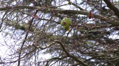 Green rose-necked parakeet Psittaculidae eating fresh buds in spring in a tree holding the blossom with its claw and opening with its red beak as invasive species in Europe for wildlife birdwatching