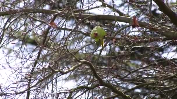 Зеленый Розовошейный Попугай Psittaculidae Ест Свежие Почки Весной Дереве Держа — стоковое видео