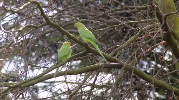 Зеленый Розовошейный Попугай Пара Psittaculidae Спаривается Весной Дереве Красным Клювом — стоковое видео