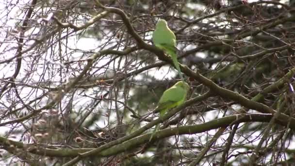 Πράσινο Ζευγάρι Παπαγάλων Τριανταφυλλιές Ζευγάρι Psittaculidae Την Άνοιξη Ένα Δέντρο — Αρχείο Βίντεο