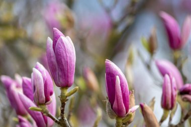 Idyllic bahçe çiçekleri. Parlak çiçekler ve zarif taç yaprakları. Bahçe aşıklarını ve arka plandaki parlak çiçekleri anneler günü ya da sevdikleri insanlar için çiçek olarak gösterir.