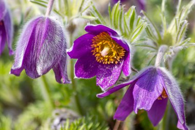 Bahar güneşinde pembe ve mor yapraklı pasqueflower pulsatilla ilkbaharı karşılıyor ve cennet bahçesi sahnelerinde çevresel koruma ve sağlıklı bir ortam gösteriyor