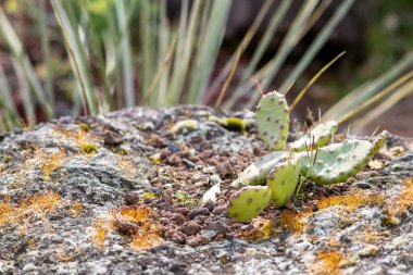 Uzun dikenli yeşil dikenli kaktüs mükemmel bir şekilde korunmuş ve çöllere ve kuru iklime uyum sağlamıştır. Çünkü sulu su rezervleri vardır. Hatta kurak ve aşırı sıcak volkanik kayalarda bile.