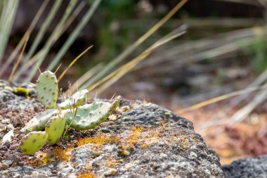 Uzun dikenli yeşil dikenli kaktüs mükemmel bir şekilde korunmuş ve çöllere ve kuru iklime uyum sağlamıştır. Çünkü sulu su rezervleri vardır. Hatta kurak ve aşırı sıcak volkanik kayalarda bile.