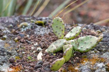 Uzun dikenli yeşil dikenli kaktüs mükemmel bir şekilde korunmuş ve çöllere ve kuru iklime uyum sağlamıştır. Çünkü sulu su rezervleri vardır. Hatta kurak ve aşırı sıcak volkanik kayalarda bile.