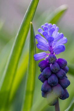 Idyllic bahçe çiçekleri mavi çiçekler ve filigran mavi taç yaprakları Bahçe aşıklarını ve arka planda parlak çiçekleri anneler günü veya sevdikleri insanlar için çiçek olarak gösterir