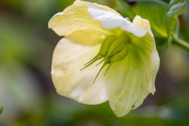 Idyllic bahçe çiçekleri. Parlak çiçekler ve zarif taç yaprakları. Bahçe aşıklarını ve arka plandaki parlak çiçekleri anneler günü ya da sevdikleri insanlar için çiçek olarak gösterir.