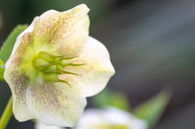 Idyllic bahçe çiçekleri. Parlak çiçekler ve zarif taç yaprakları. Bahçe aşıklarını ve arka plandaki parlak çiçekleri anneler günü ya da sevdikleri insanlar için çiçek olarak gösterir.