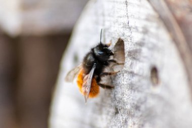 Kabarık mason arısı ağaç arka planındaki deliğine böcek oteli ve arı oteli olarak girer ve gelecek nesil arılar için yumurta ve larva bırakır tozlaşma ve yararlı toz böcekleri için.