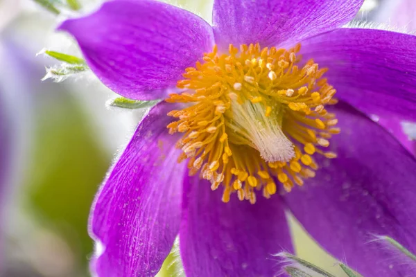 Europese Pasquefloer Pulsatilla Met Roze Paarse Bloemblaadjes Gele Stampers Het — Stockfoto