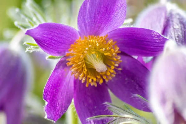 Europese Pasquefloer Pulsatilla Met Roze Paarse Bloemblaadjes Gele Stampers Het — Stockfoto