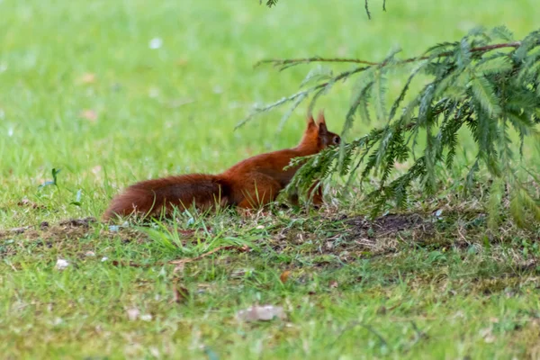 Red Eurasian Squirrel Hiding Grass Sunshine Searching Food Nuts Seeds — Stock Photo, Image