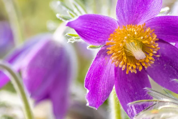 Europese Pasquefloer Pulsatilla Met Roze Paarse Bloemblaadjes Gele Stampers Het — Stockfoto