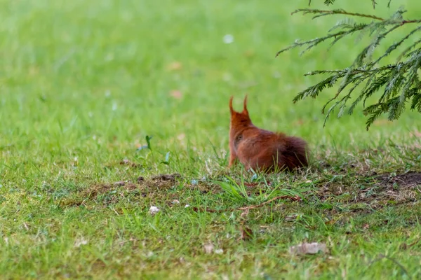 Red Eurasian Squirrel Hiding Grass Sunshine Searching Food Nuts Seeds — Stock Photo, Image