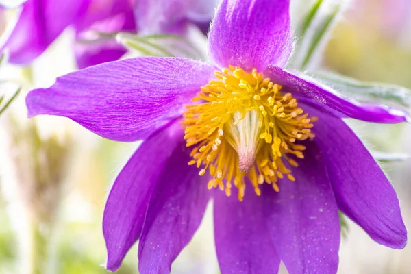 Europese Pasquefloer Pulsatilla Met Roze Paarse Bloemblaadjes Gele Stampers Het — Stockfoto