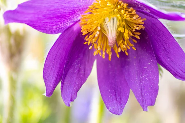 Europese Pasquefloer Pulsatilla Met Roze Paarse Bloemblaadjes Gele Stampers Het — Stockfoto