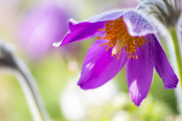 Europese Pasquefloer Pulsatilla Met Roze Paarse Bloemblaadjes Gele Stampers Het — Stockfoto