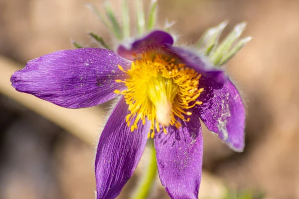 Pasqueflower Pulsatilla Europeu Com Pétalas Rosa Roxo Pistilos Amarelos Primavera — Fotografia de Stock