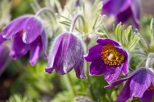 Europese Pasquefloer Pulsatilla Met Roze Paarse Bloemblaadjes Gele Stampers Het — Stockfoto