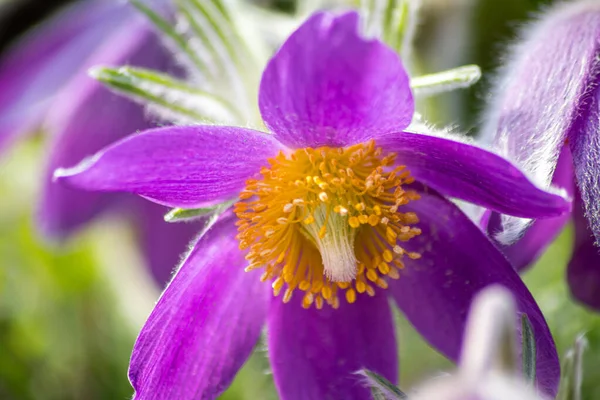 Europese Pasquefloer Pulsatilla Met Roze Paarse Bloemblaadjes Gele Stampers Het — Stockfoto