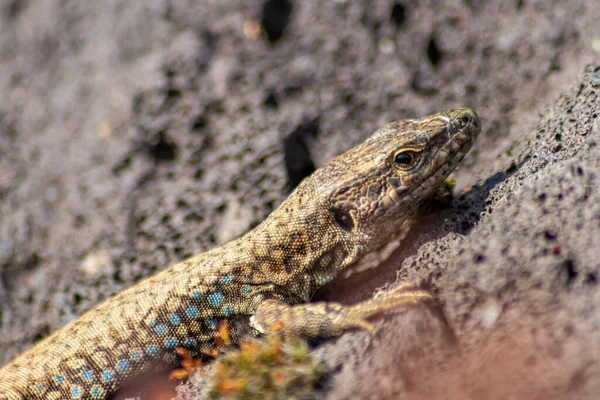 Eidechse Auf Der Jagd Nach Insekten Auf Einem Heißen Vulkangestein — Stockfoto