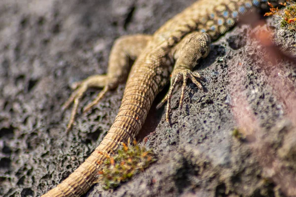 Eidechse Auf Der Jagd Nach Insekten Auf Einem Heißen Vulkangestein — Stockfoto