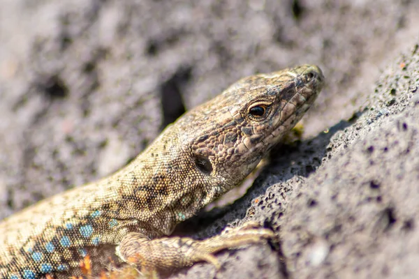 Lézard Sur Chasse Aux Insectes Sur Une Roche Volcanique Chaude — Photo