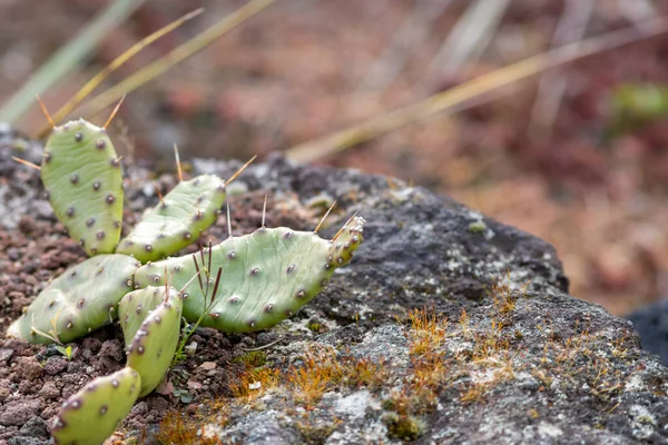 Zielony Kolczasty Kaktus Długimi Cierniami Jest Doskonale Chroniony Przystosowany Pustyń — Zdjęcie stockowe