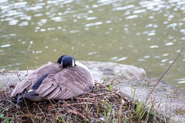 Reprodução Ganso Canadense Fêmea Seu Ninho Com Ovos Ganso Canadá — Fotografia de Stock