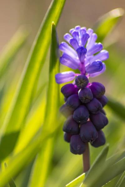 Fleurs Jardin Idylliques Avec Des Fleurs Bleues Des Pétales Bleu — Photo