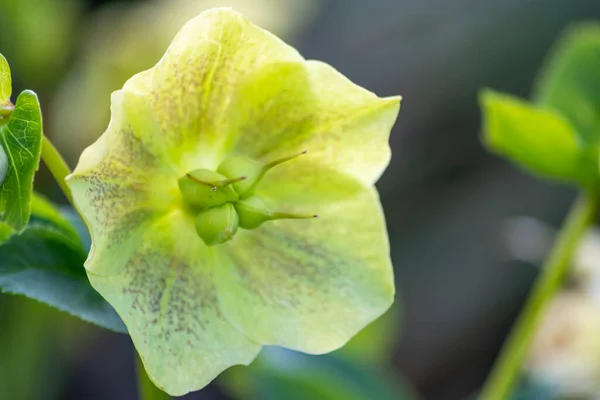 Flores Jardim Idílicas Com Flores Brilhantes Filigrana Pétalas Elegantes Mostram — Fotografia de Stock