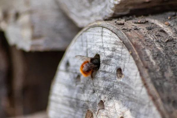 Abeille Maçon Moelleux Entrant Dans Son Trou Dans Fond Bois — Photo