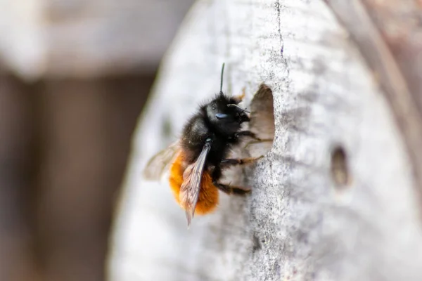 Abeille Maçon Moelleux Entrant Dans Son Trou Dans Fond Bois — Photo