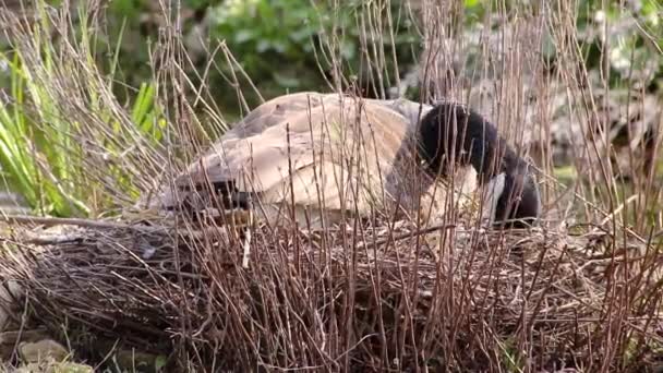 Cría Ganso Canadá Branta Canadensis Sentado Relajado Nido Cuidado Sus — Vídeo de stock