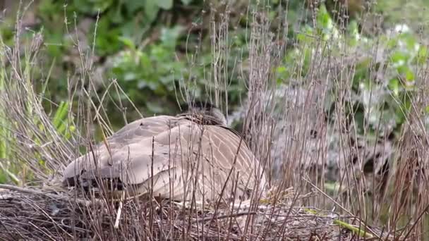 Breeding Canada Goose Branta Canadensis Sitting Relaxed Its Nest Taking — Stock Video