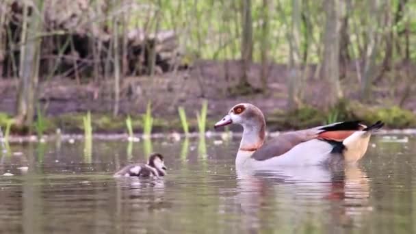 Egyptische Ganzenfamilie Met Kleine Jongen Vader Eend Moeder Ganzenshow Bewaakte — Stockvideo